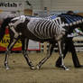 Equitana stock 29