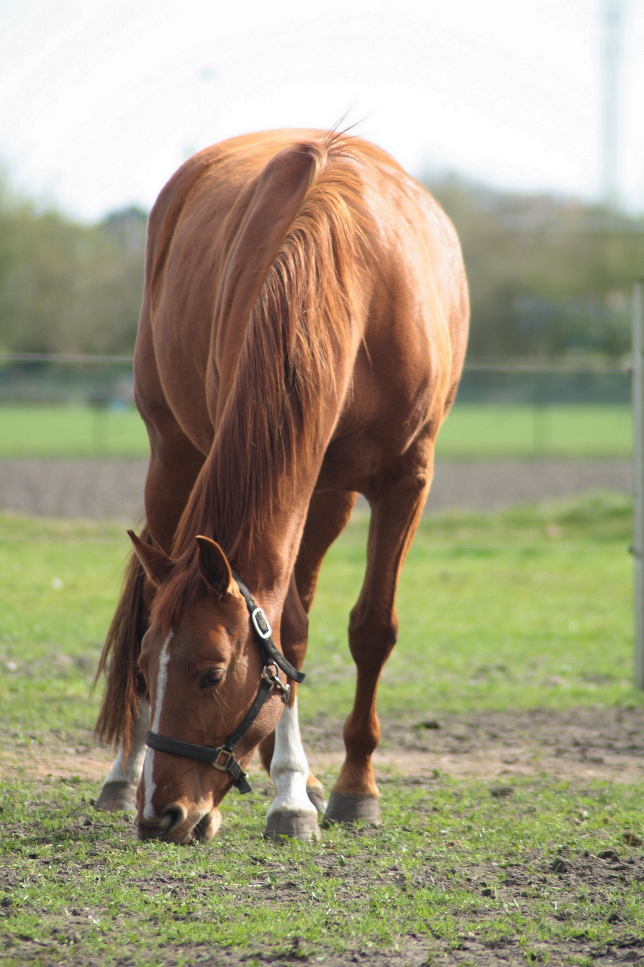 Chestnut horse stock 1