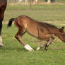 Foal stock 26