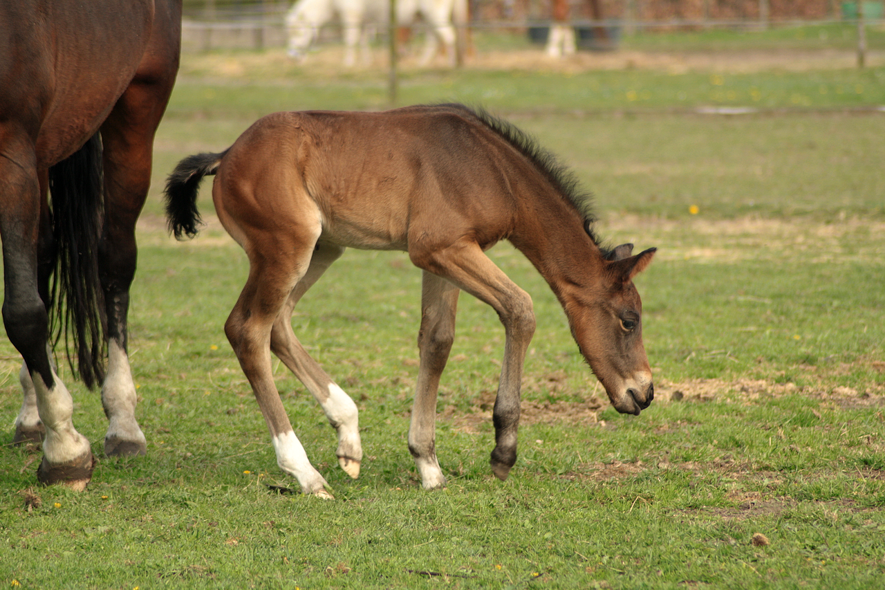 Foal stock 27