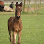 Foal stock 37