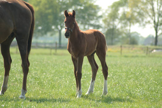 Foal stock 60