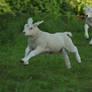Lamb stock 2