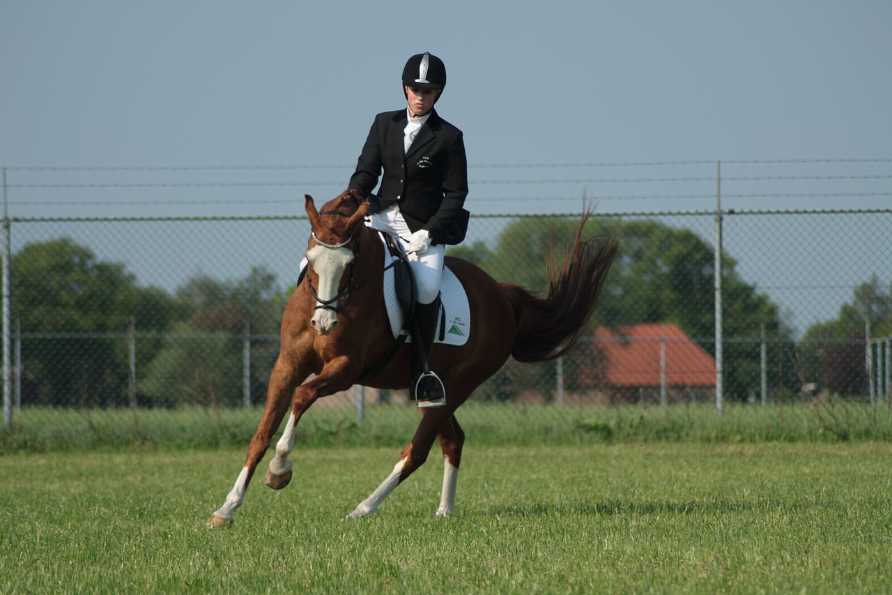 Dressage stock 12