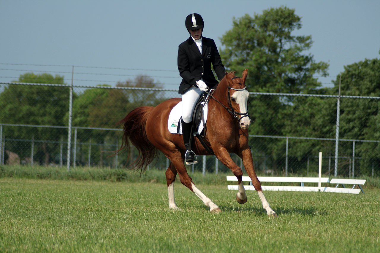 Dressage stock 15