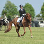 Dressage stock 28