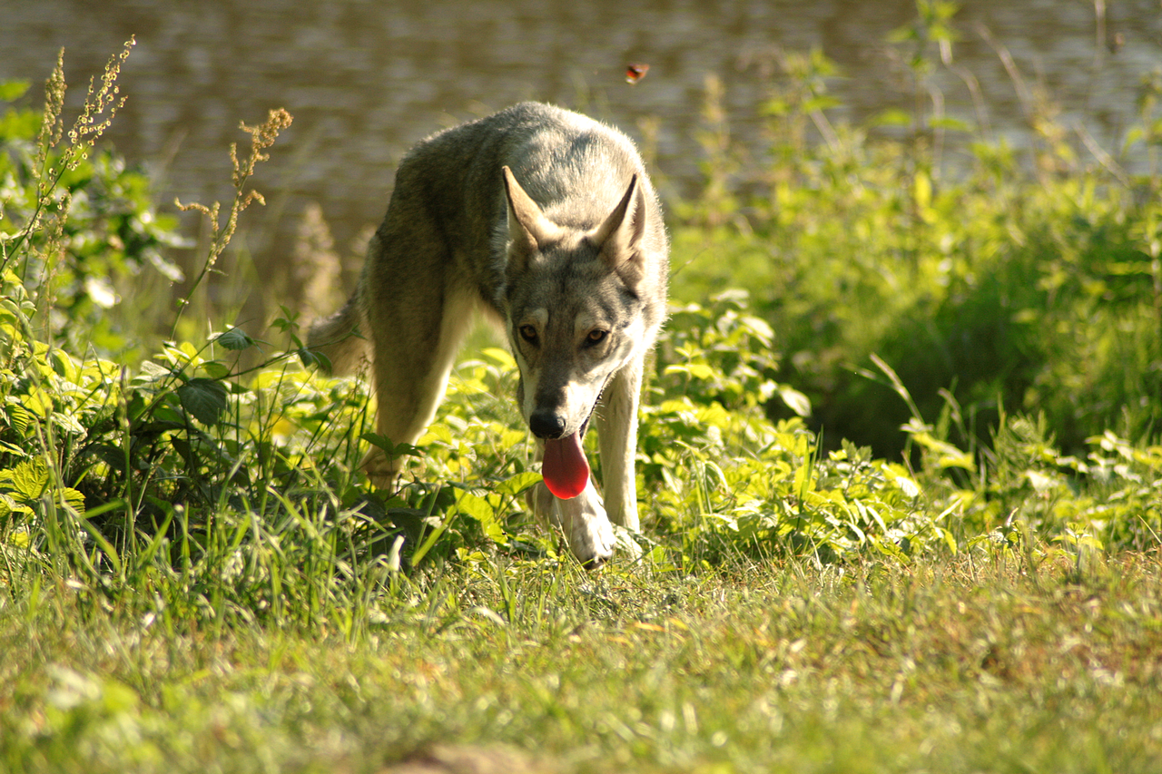 Wolfdog stock 12