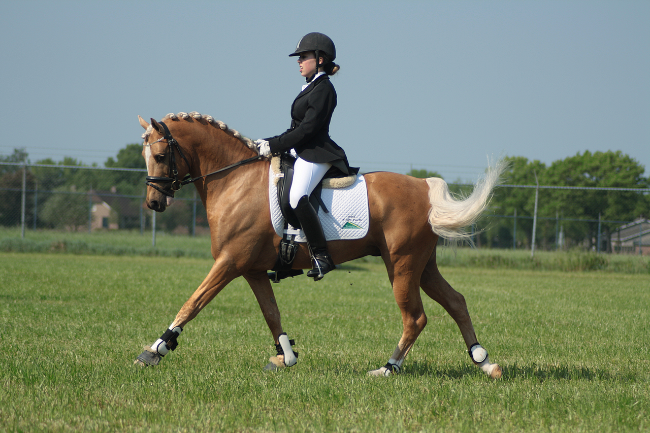 Dressage stock 36