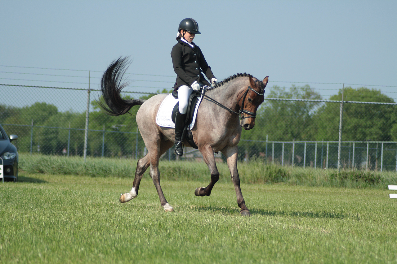 Dressage stock 46