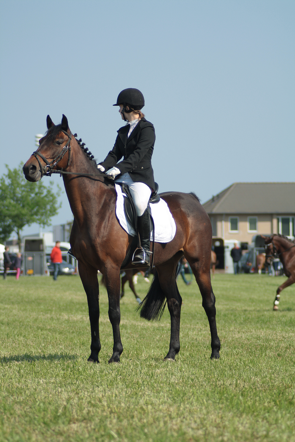 Dressage stock 48