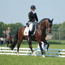 Dressage stock 65