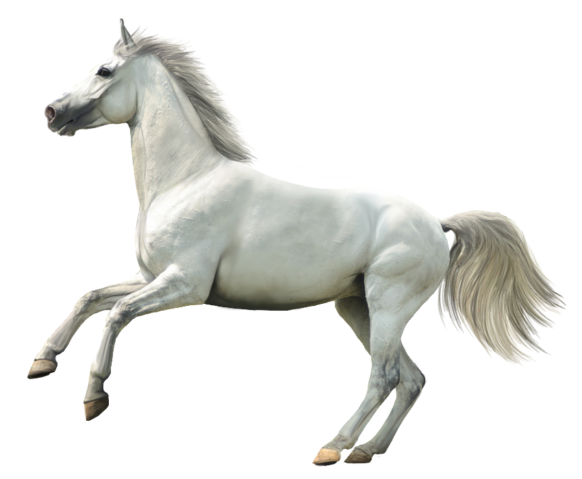 Grey warmblood TR stock 1 by Bundy-Stock