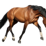 Bay warmblood TR stock 1