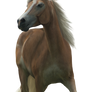 Haflinger TR stock 1