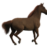 Chestnut warmblood TR stock 1