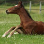 Foal stock 76