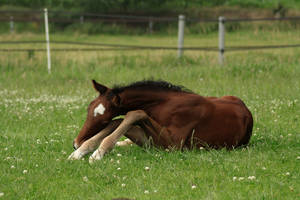 Foal stock 77