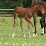 Foal stock 84