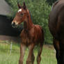 Foal stock 88