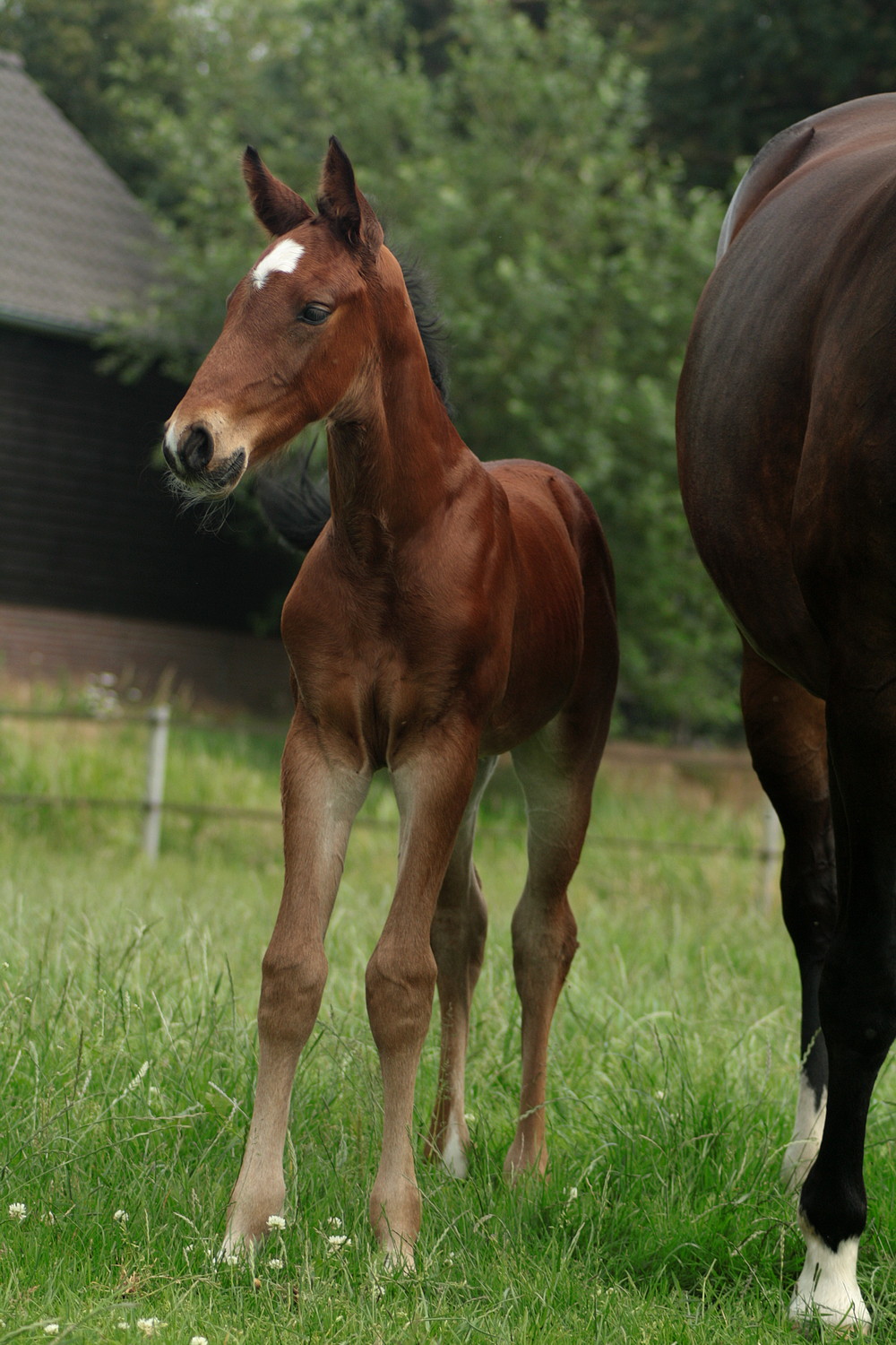 Foal stock 88