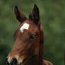 Foal stock 89