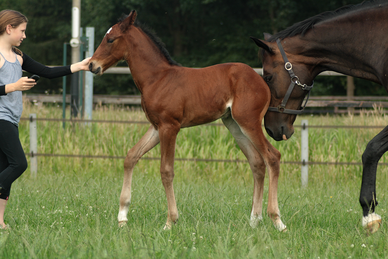 Foal stock 111