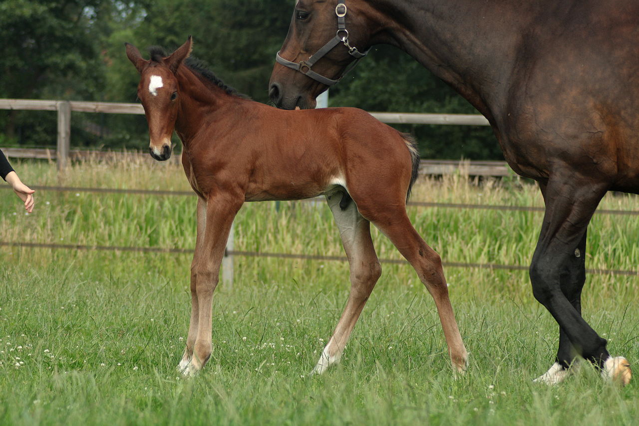 Foal stock 113