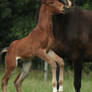 Foal stock 114