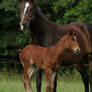 Foal stock 115