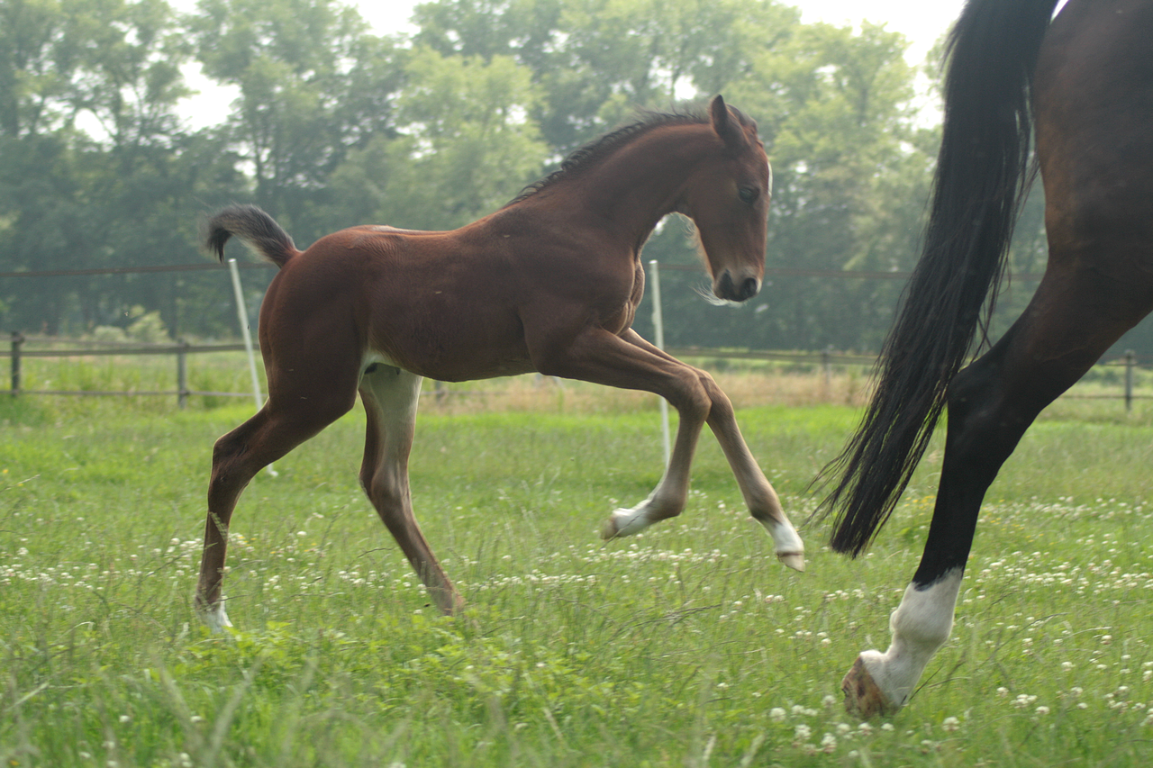 Foal stock 122