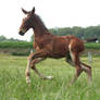 Foal stock 126