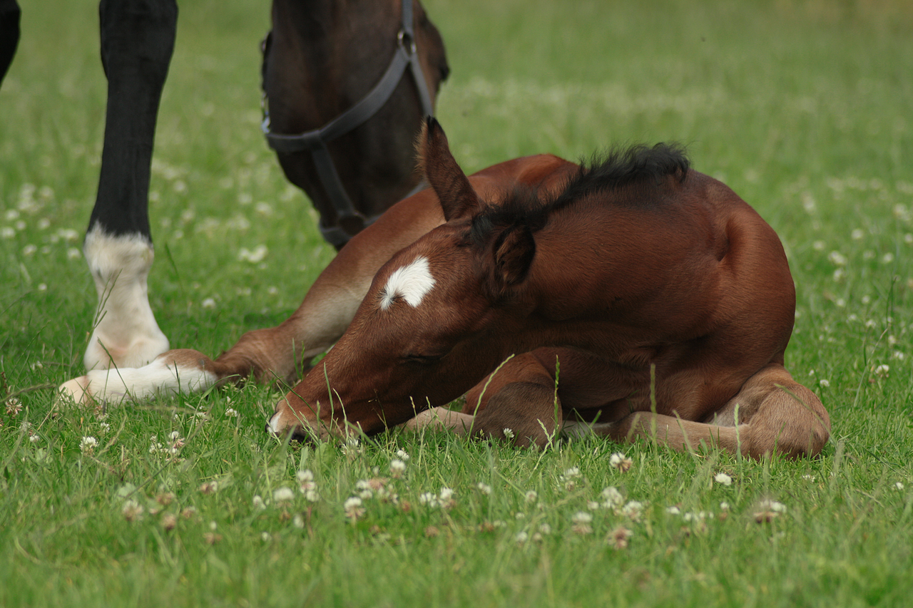 Foal stock 131