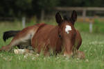 Foal stock 132