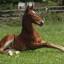 Foal stock 141