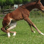 Foal stock 142