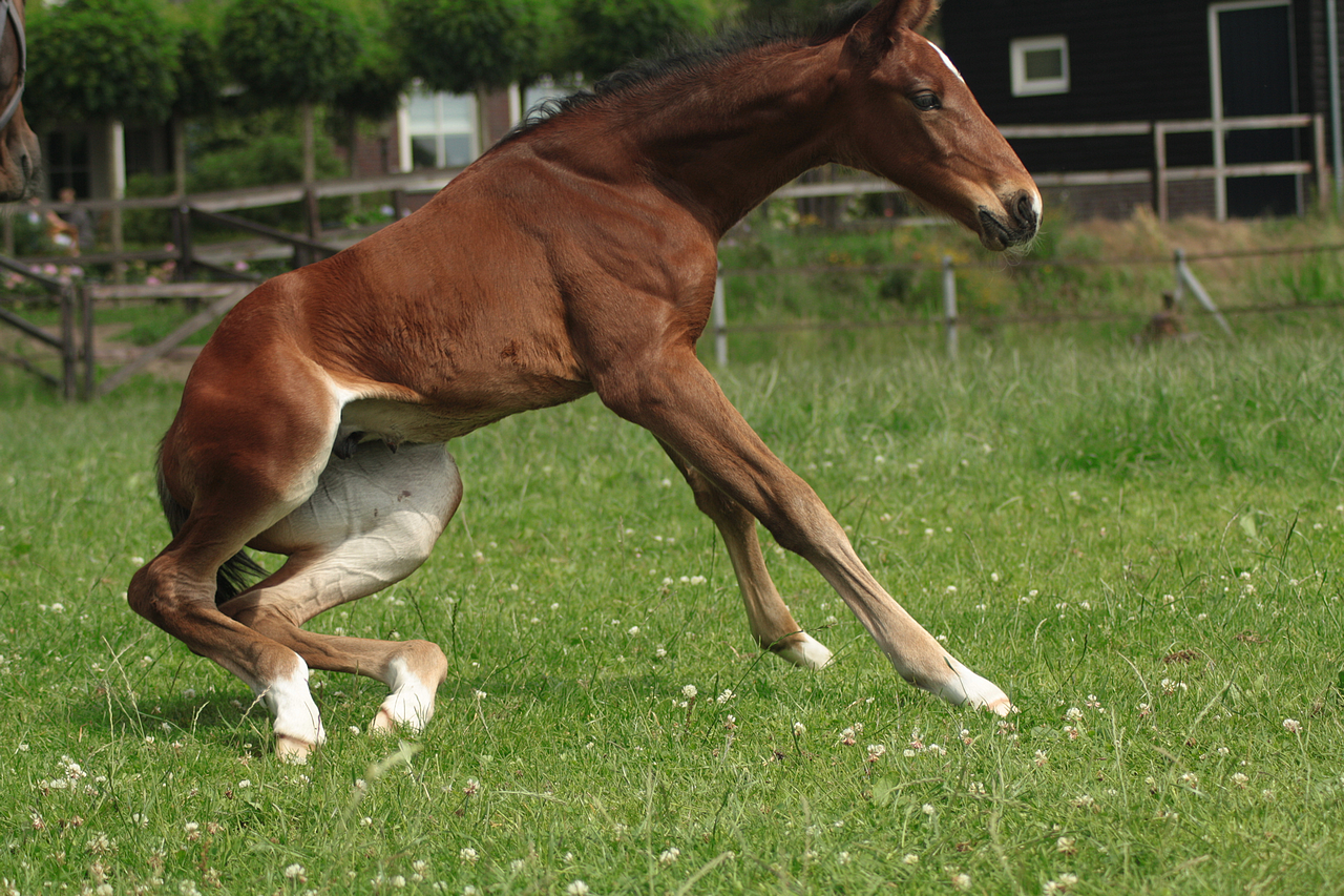 Foal stock 142