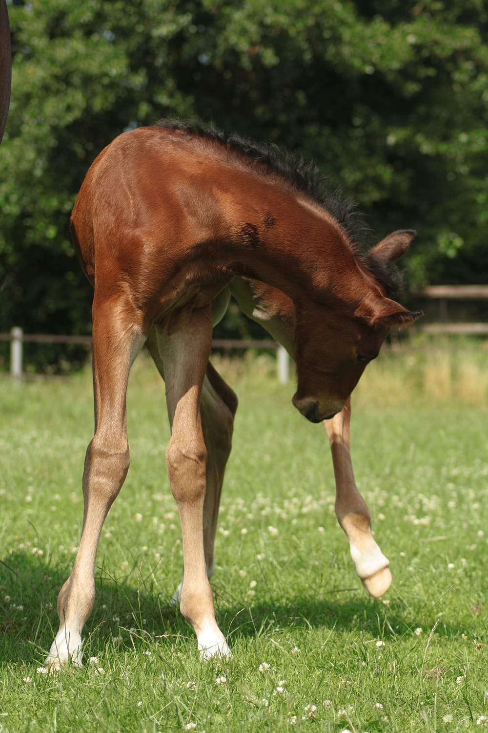 Foal stock 154