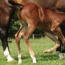 Foal stock 156