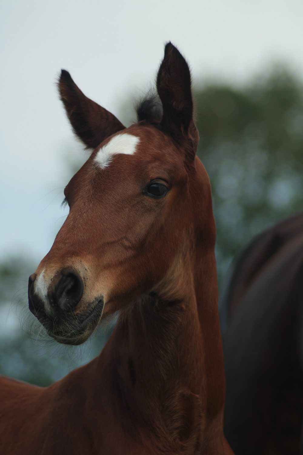 Foal stock 163