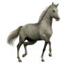 Grey warmblood TR stock 2