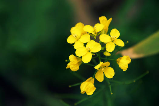 Perennial Wall-Rocket