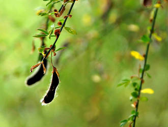 Seed Pod