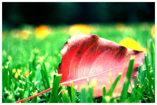 The First Leaf of Autumn