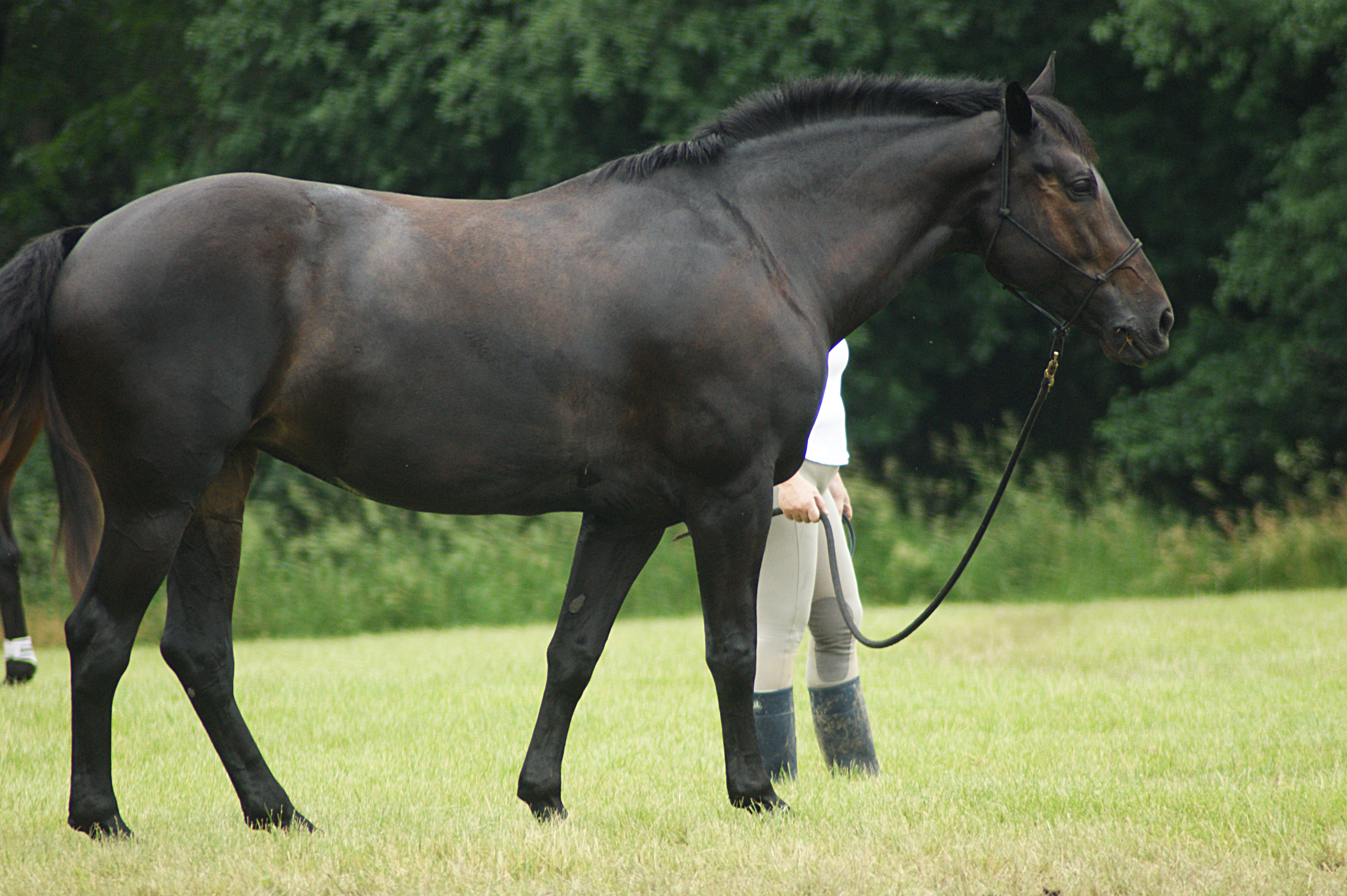 Eventing Horse Show Stock 18