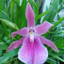 Pink Orchid 052012 1