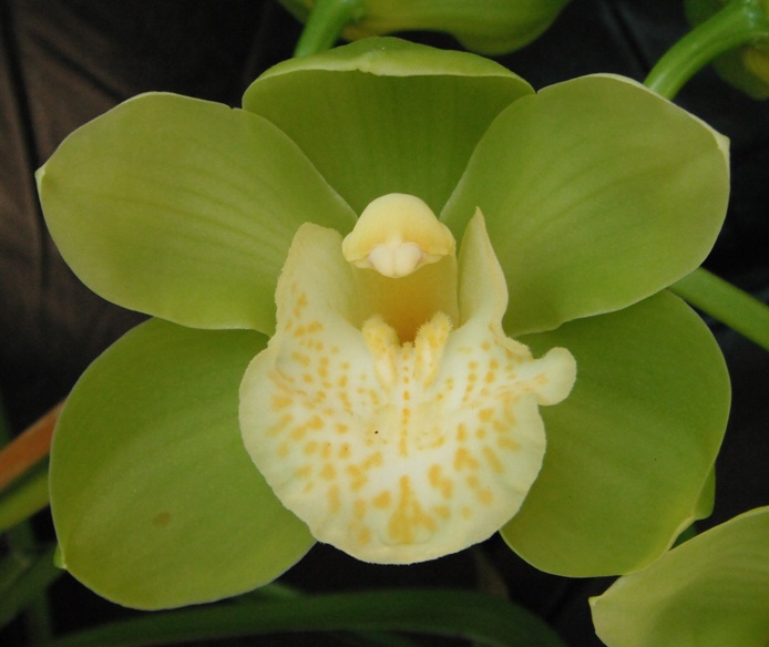 Green and White Orchid