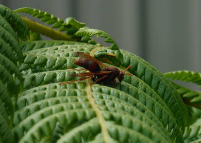 Brown Hornet on a Fern