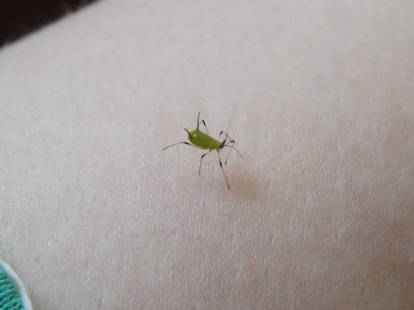 An Aphid Atop An Arm