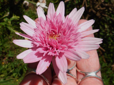 Pink Flower