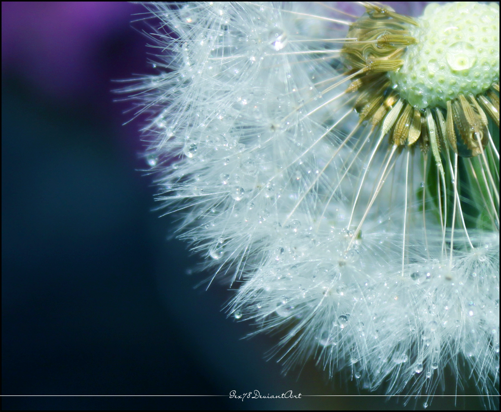 dandelion